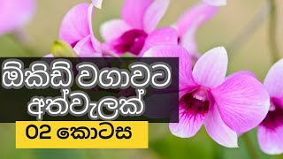 ඕකිඩ් වගාව Orchid Cultivation part 02 [upl. by Anileda418]