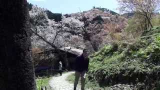 Cherry Blossoms Around Japan Mt Fuji and Nara [upl. by Chong756]