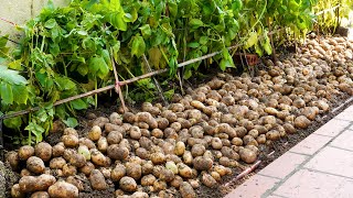 Growing Potatoes At Home Is A Lot Of Tubers And Easy For Beginners [upl. by Theadora]