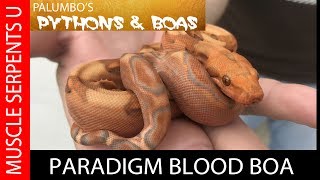 PARADIGM BLOOD BOA Litter Revealed at Palumbos Pythons amp Boas [upl. by Cyb]