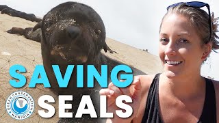 Rescuing Seals From Nets and Plastic CHARITY [upl. by Ekal]