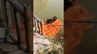 ¿Por Qué Estos Peces Siguen A Este Cisne Negro [upl. by Alitta]