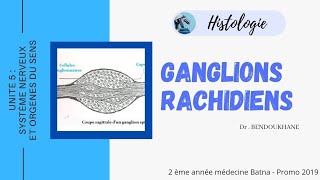 Ganglions Nerveux  Rachidiens Histologie [upl. by Gabor]