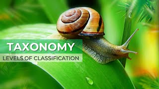 TAXONOMY LEVELS OF CLASSIFICATION  BINOMIAL NOMENCLATURE  SCIENTIFIC NAME  TAGALOG DISCUSSION [upl. by Florenza46]