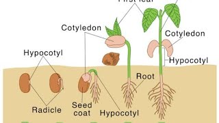 Seed Germination  Types  factors affecting  conditions required for Germination 🌱🌱 [upl. by Nehtan112]