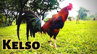 Poultry Expo  Kelso Fowl  Grey Fowl  COMPILATION [upl. by Assi]