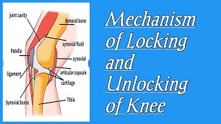 Locking and unlocking mechanism of knee [upl. by Ednyl397]