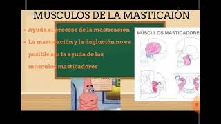 Fisiología de la Masticación UCACUE [upl. by Servetnick335]