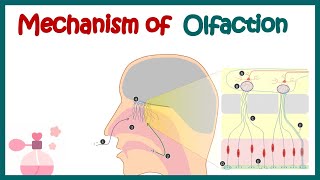 Olfactory System Anatomy and Physiology  Mechanism of olfaction  Olfactory receptor neurons [upl. by Aevin401]