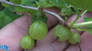 ⟹ Gooseberry  Ribes hirtellum  Fruit review 2018 [upl. by Boni]