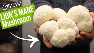 How To Grow Lions Mane Mushrooms  GroCycle [upl. by Gabel167]