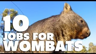 10 Jobs For Wombats [upl. by Daley553]