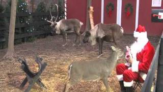 ReindeerCamcom Santa Feeding Reindeer [upl. by Bria802]