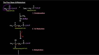 Fatty Acid Synthesis Part 5 of 12  Palmitate Synthesis [upl. by Jillie]