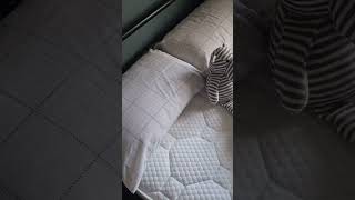 Memory PillowTop 1000 Mattress shorts short shortvideo shortsfeed [upl. by Atik]