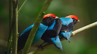 Manakin Birds have ALL Best Dance Moves  Seven Worlds One Planet  BBC Earth [upl. by Adnarb]