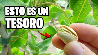 INCREÍBLE CULTIVO que Vale ORO Como Plantar PISTACHOS Muy Fácil  La Huerta de Ivan [upl. by Nimref]