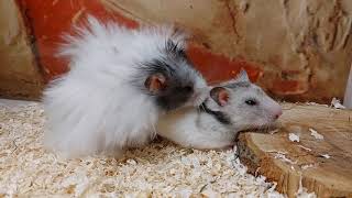 Loving hamster 🔞 breeding hamster  Syrian hamster [upl. by Hadwin]