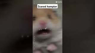 Scared hapter hamster scared cute cutehamster [upl. by Etta]