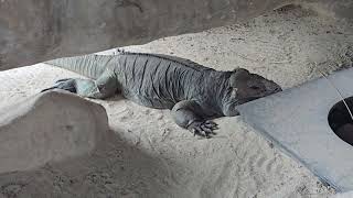 The Rhinoceros Iguana Australia [upl. by Laurita]