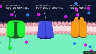 Action Potential in the Neuron [upl. by Scully]