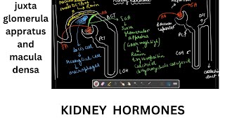 Kidney hormones [upl. by Sneve698]