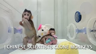 Animal cloning  a video showing Chinas successfully cloned monkeys [upl. by Nyral]