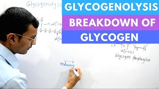 Glycogenolysis  Glycogen degradation [upl. by Lucky]