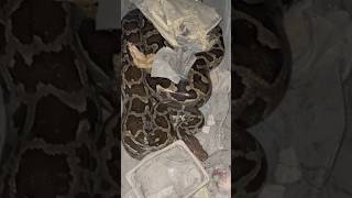 Rescue of a poor python entered in RAICHUR city shorts [upl. by Dirgni]