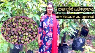 മാങ്കോസ്റ്റീൻ ചെടി വളരുന്നില്ലേ കാരണം ഇതാണ് Mangostin Krishi Malayalam Mangostin Farming Mangosten [upl. by Enilrac]