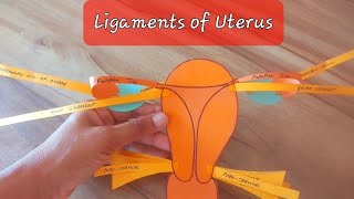 Ligaments of Uterus [upl. by Safoelc]