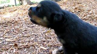 Rottweiler puppy howling [upl. by Eppillihp474]