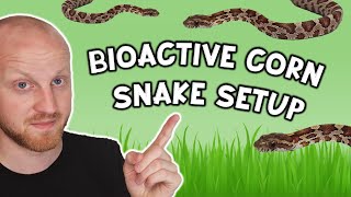 Bioactive Corn Snake Enclosure Setup Pantherophis guttatus [upl. by Eelynnhoj360]