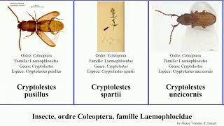 Insecte ordre Coleoptera famille Laemophloeidae cryptolestes laemophloeus pusillus alternans [upl. by Lyred]