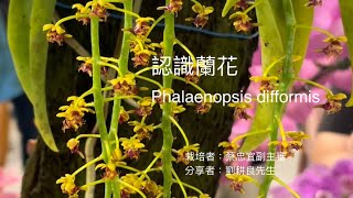 認識蘭花：Phalaenopsis difformis 羽唇蝴蝶蘭20240805 TOGA月例審查會栽培者：蔡忠宜副主審分享者：劉耕良準審查員 [upl. by Yanal999]