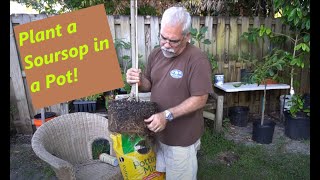 How to plant a Soursop tree in a container [upl. by Alimaj]