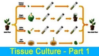 Biology Learn about Tissue Culture  Part 1 [upl. by Una]