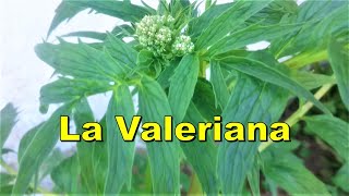 La Valeriana [upl. by Saylor]