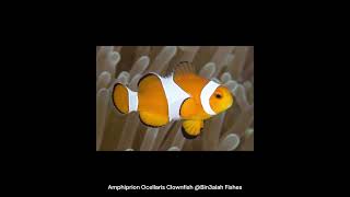 Amphiprion Ocellaris Clownfish Bin3aiah Fishes [upl. by Julee]