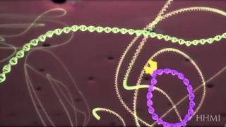 HIV life cycle How HIV infects a cell and replicates itself using reverse transcriptase [upl. by Terrilyn]