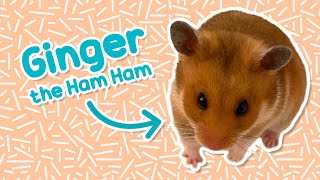 Ginger the Hamster 🐹  Ham Ham Adventure TV [upl. by Adekram590]