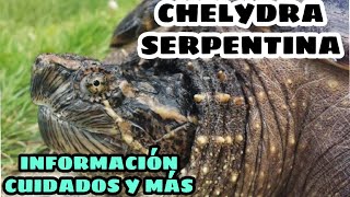 Cuidados de la Tortuga Lagarto Chelydra Serpentina [upl. by Daisy170]