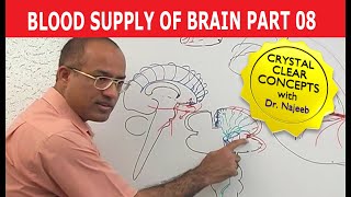 Blood Supply of Brain  Circle of Willis  Part 811 [upl. by Polly669]