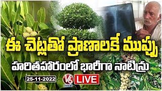 LIVE  Conocarpus Trees Planted In Haritha Haram Harmful For Human Health  V6 News [upl. by Aneek]