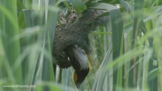 Blackbreasted Weaver Ploceus benghalensis nest building July 11 2016 [upl. by Revert309]