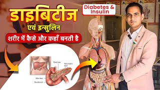 Full VideoDiabetes amp Insulin formation  डाइबिटीज एवं इन्सुलिन शरीर में कैसे और कहाँ बनती है viral [upl. by Brandon]