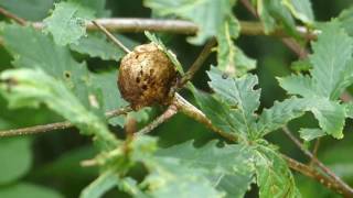 Lignified Oak Gall ナラメリンゴフシ虫瘤＠ミズナラ枝 [upl. by Asilla]