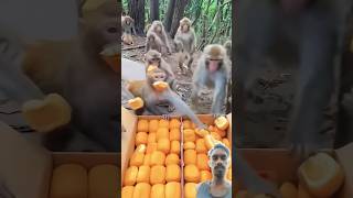 Bandar ka video monkey ko khana khilaya so beautiful 😍sortsviralvideos [upl. by Laaspere]