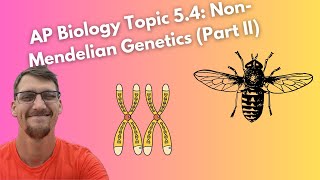 54 NonMendelian Genetics Morgans Experiments and Gene Mapping  AP Biology [upl. by Aicella366]