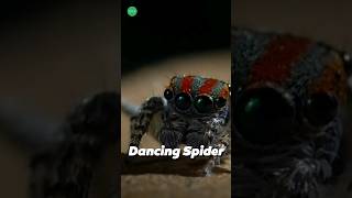 🕷️ Dancing Spider EightLegged Groove shortsfeed facts shorts [upl. by Irrol]